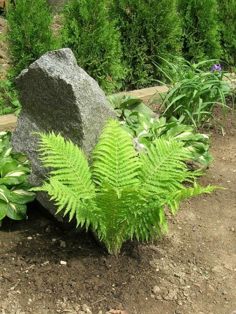 Pérovník pštrosí (Matteucia struthiopteris)